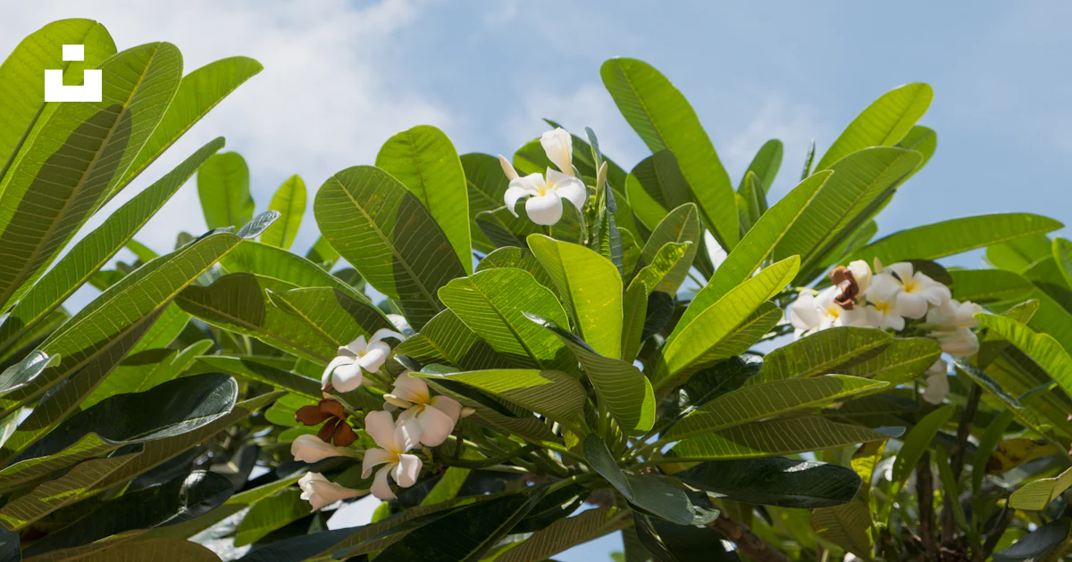 A tree with white flowers and green leaves photo – Free 태국 방콕 도시권 pom ...