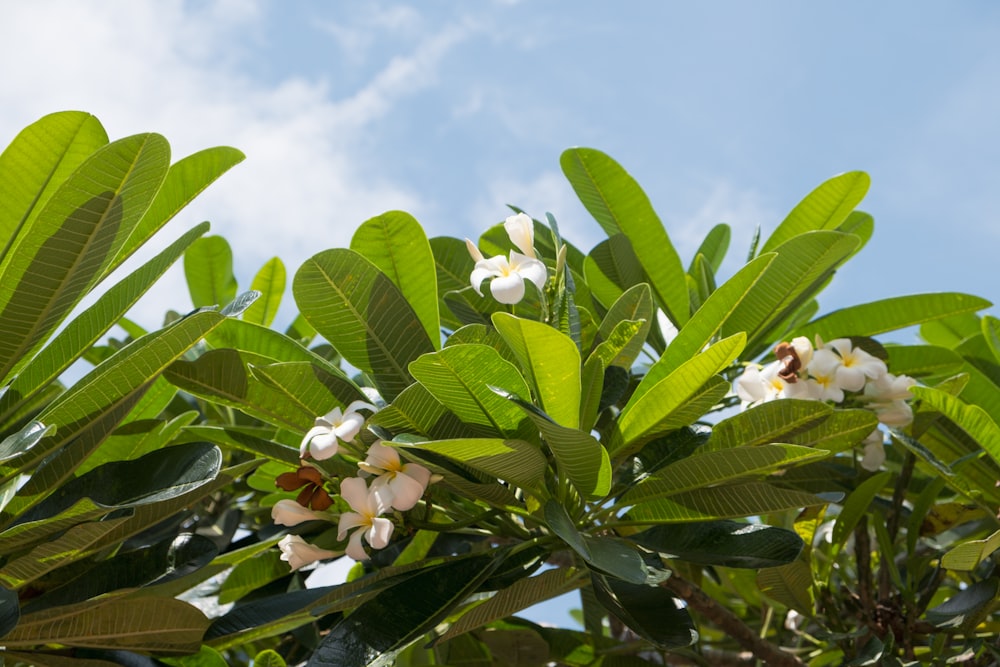 a tree with white flowers and green leaves