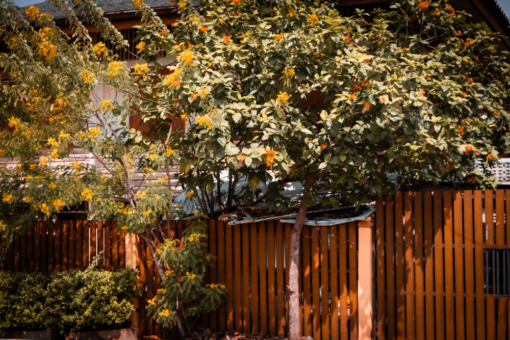 a tree with yellow flowers in front of a wooden fence