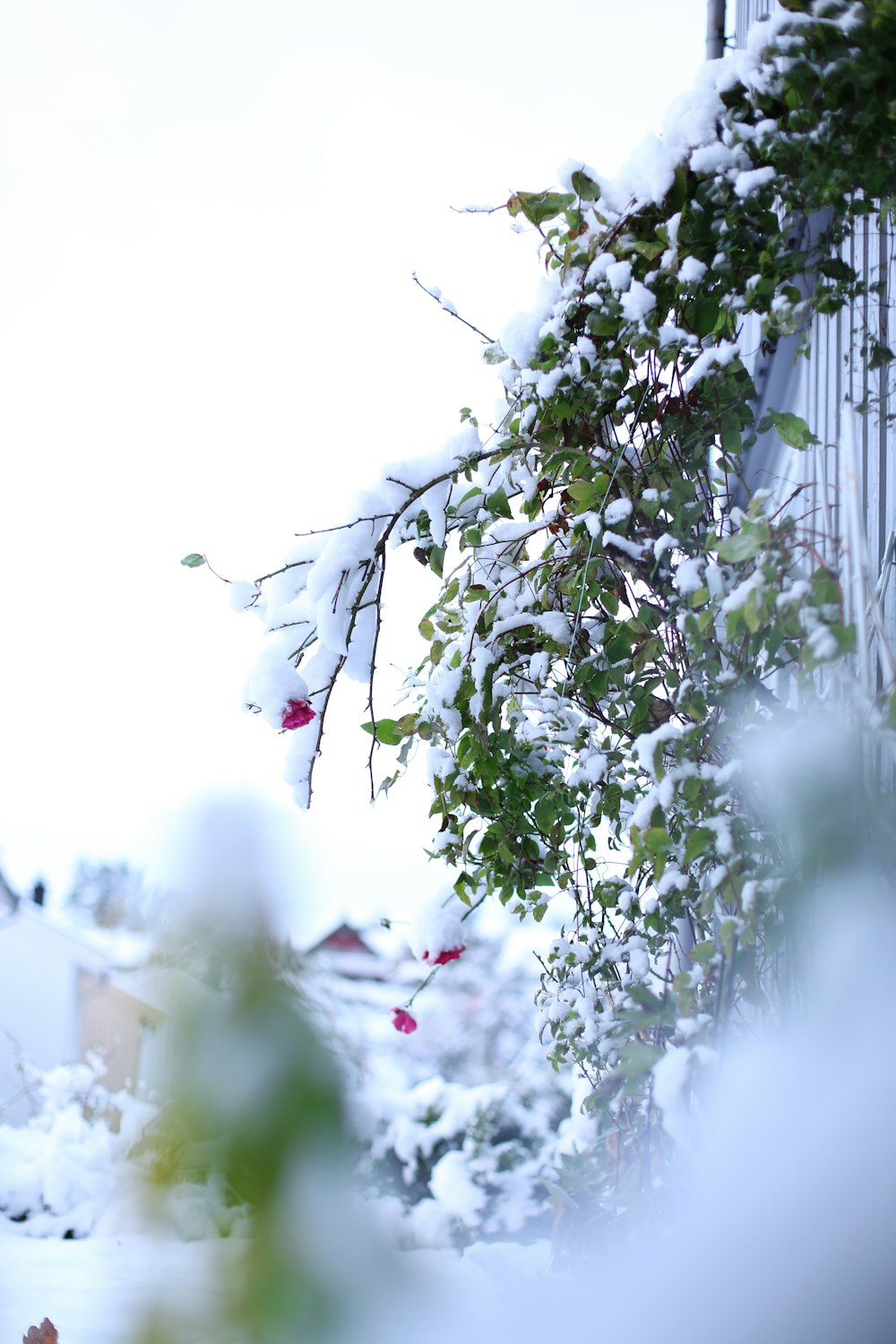 a building covered in snow next to a tree