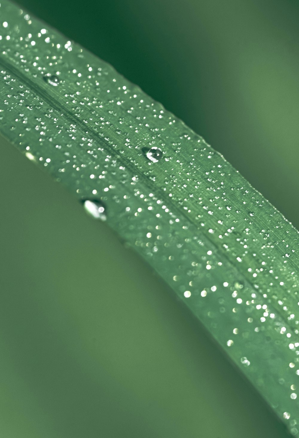 a green leaf with water drops on it