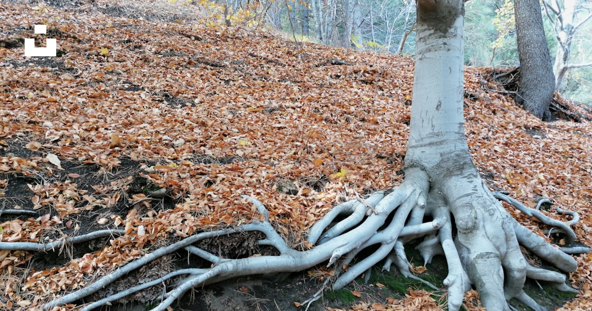 A tree with its roots exposed in the ground photo – Free Forest Image ...