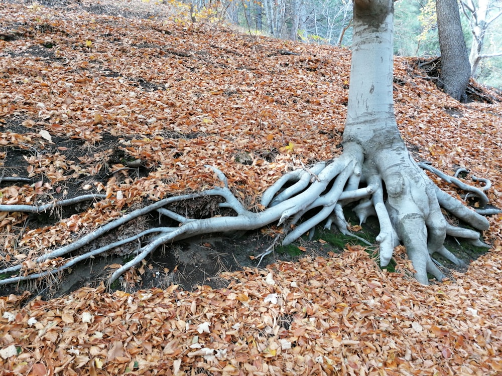 a tree with its roots exposed in the ground