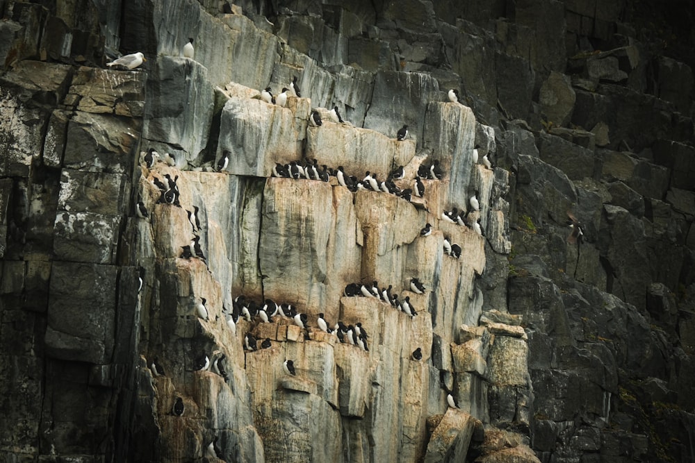 a flock of birds sitting on top of a rocky cliff