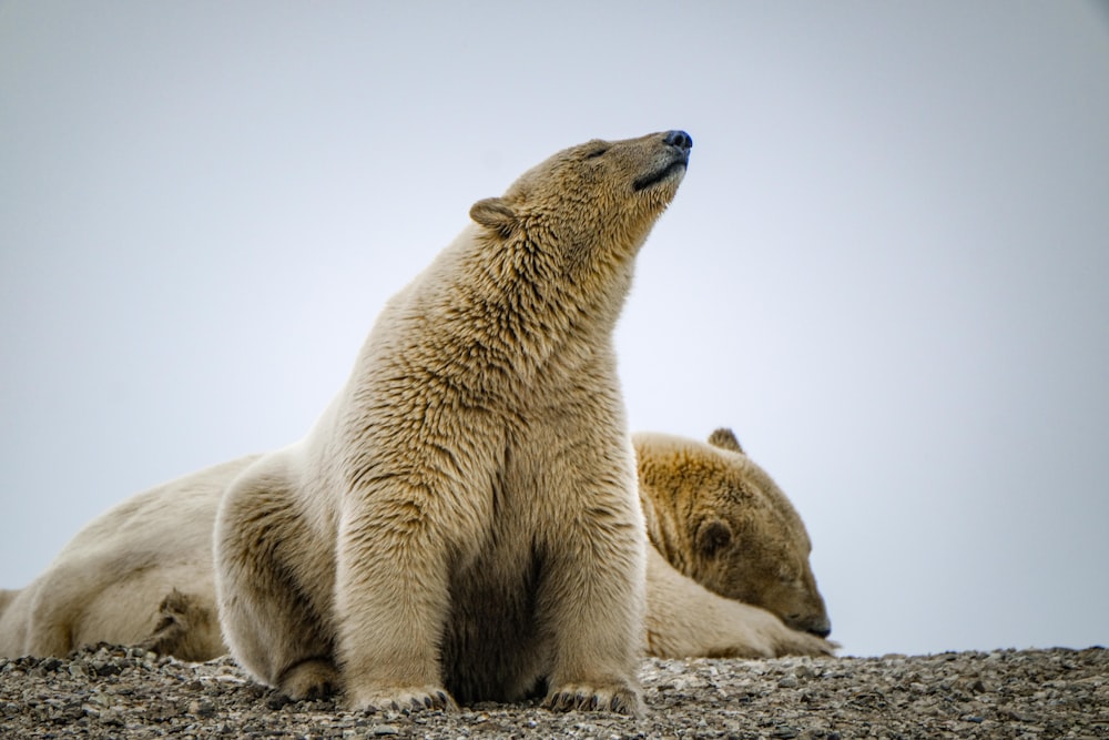 a couple of polar bears sitting on top of a rocky hillside