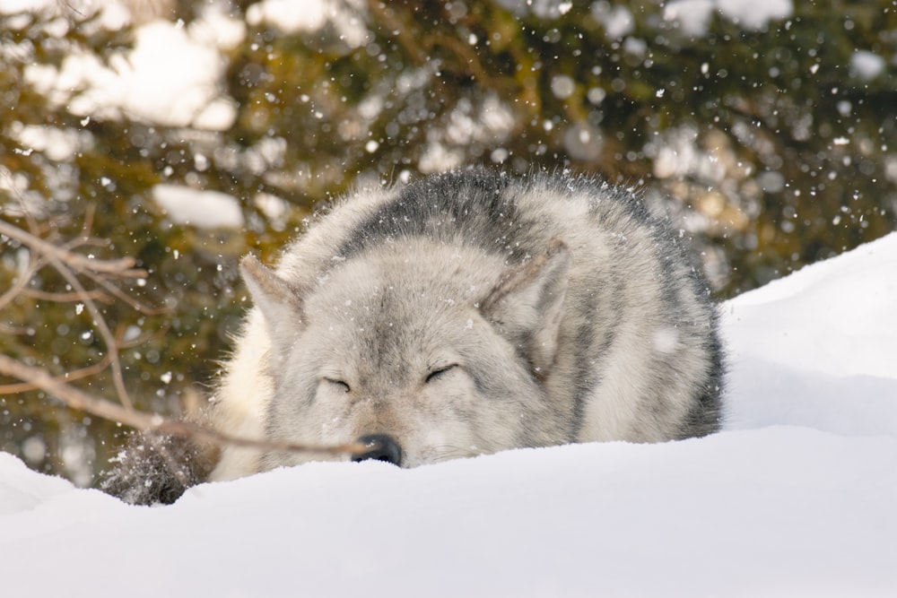 a wolf is laying down in the snow
