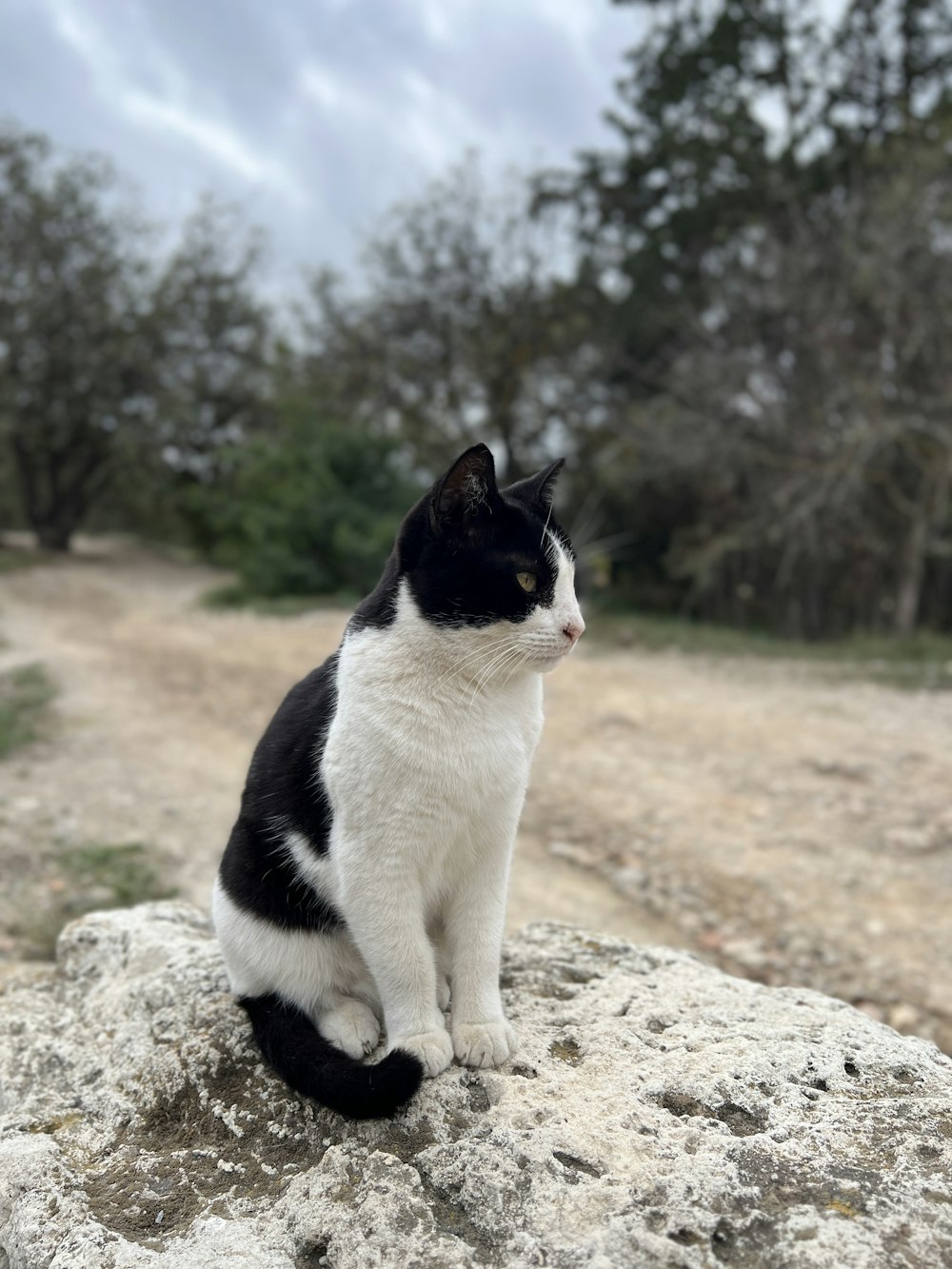 a black and white cat sitting on top of a rock