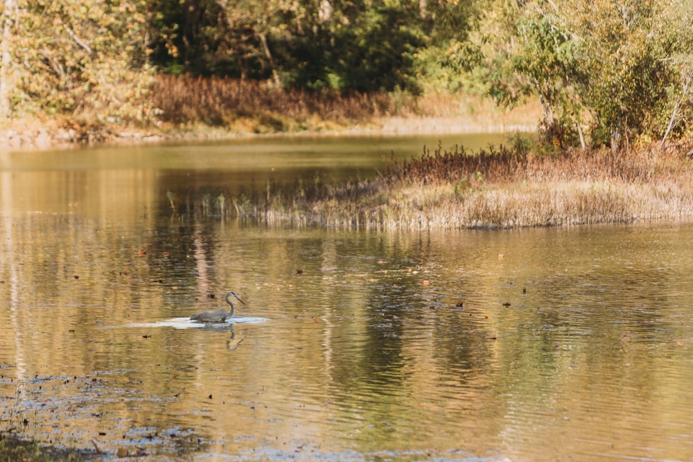 a bird is swimming in a lake surrounded by trees