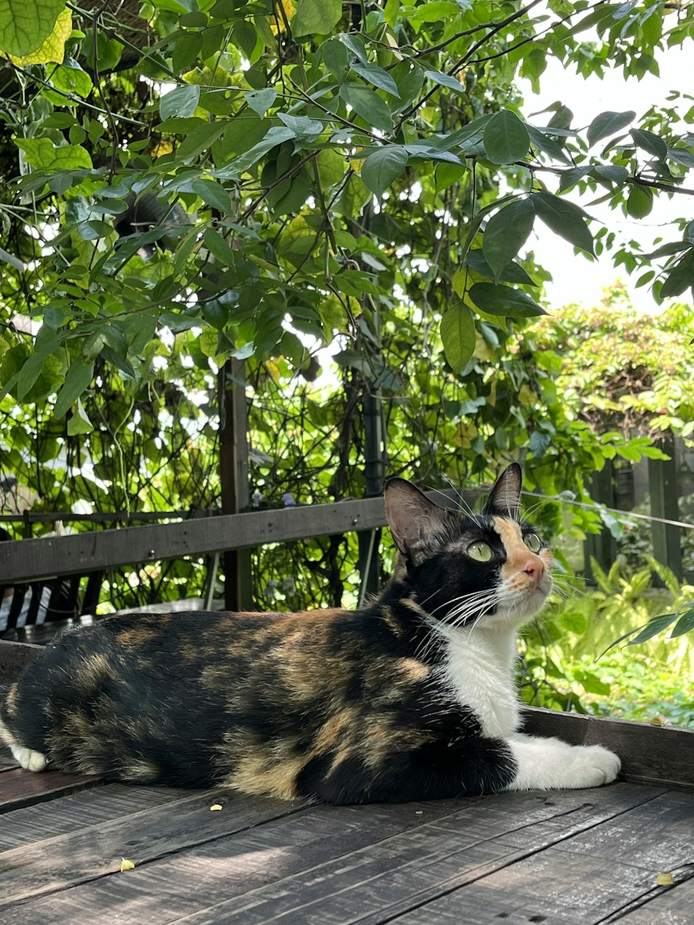 a calico cat sitting on a wooden deck