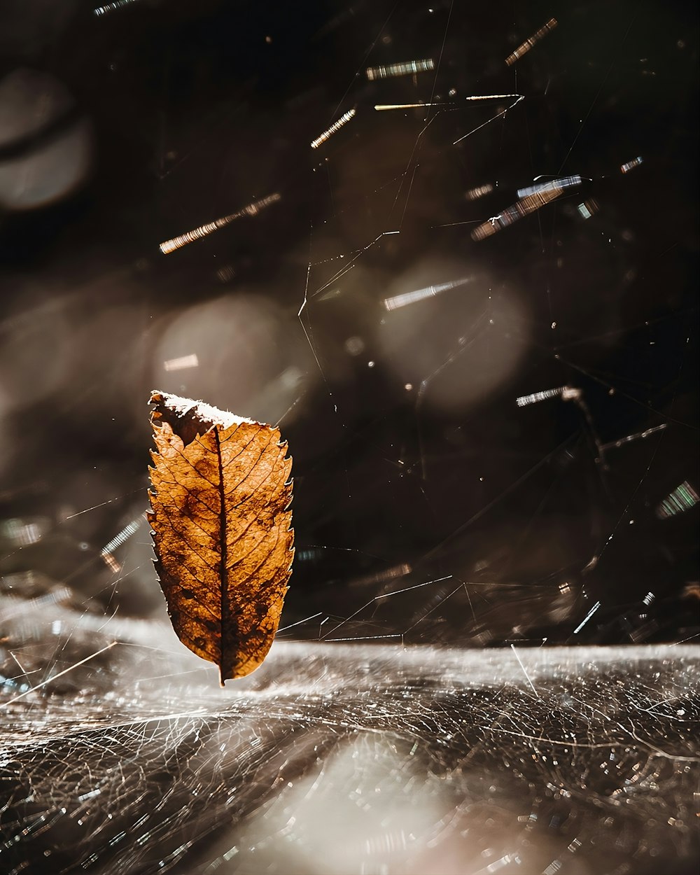 a single leaf is sitting on a table