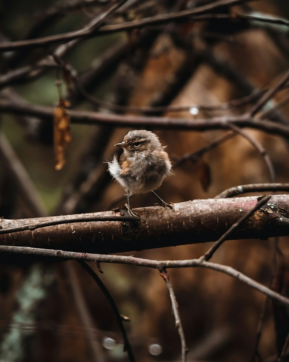 a small bird sitting on top of a tree branch