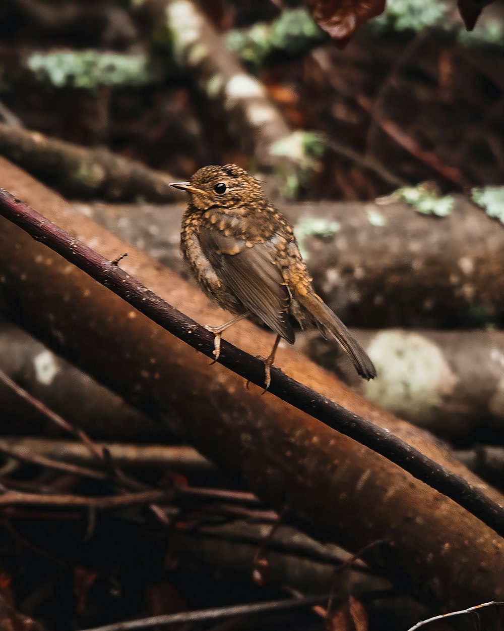 a small bird sitting on a branch in the woods