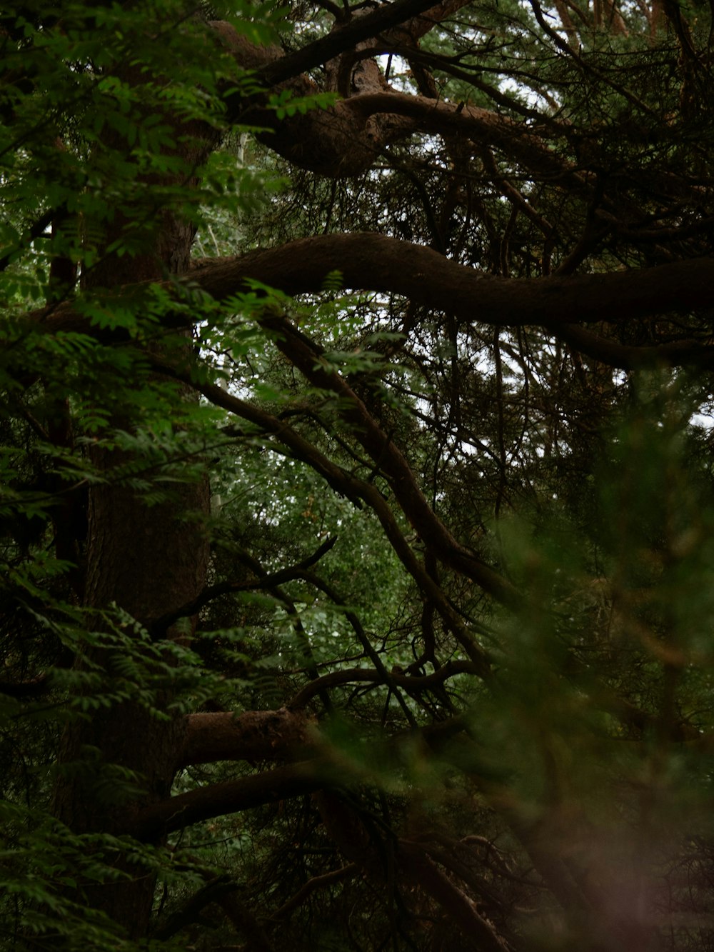 a couple of trees that are next to each other