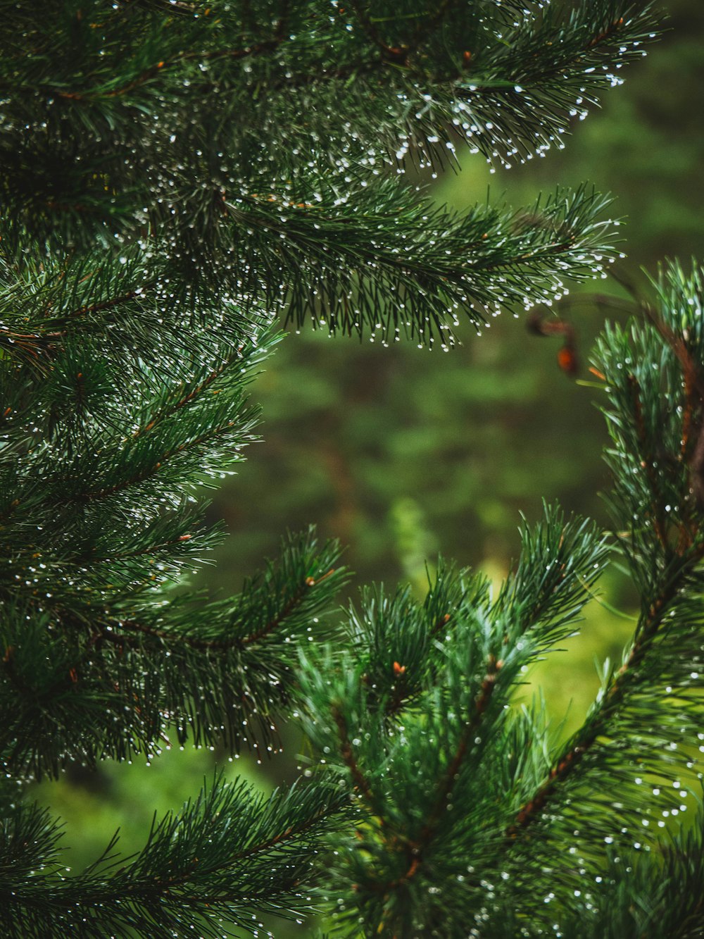 a close up of a pine tree with drops of water on it