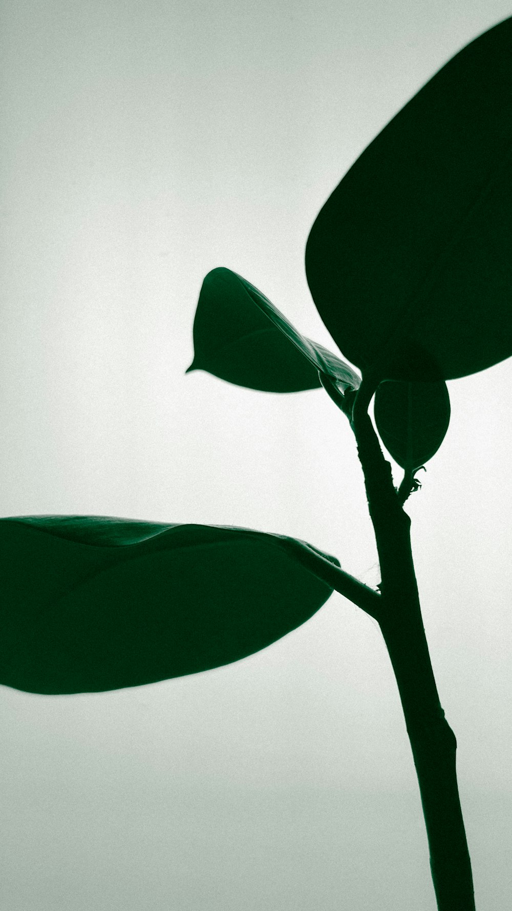 a green plant with three leaves on it