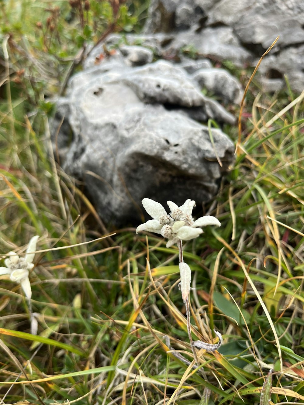 a small white flower sitting in the grass next to a rock