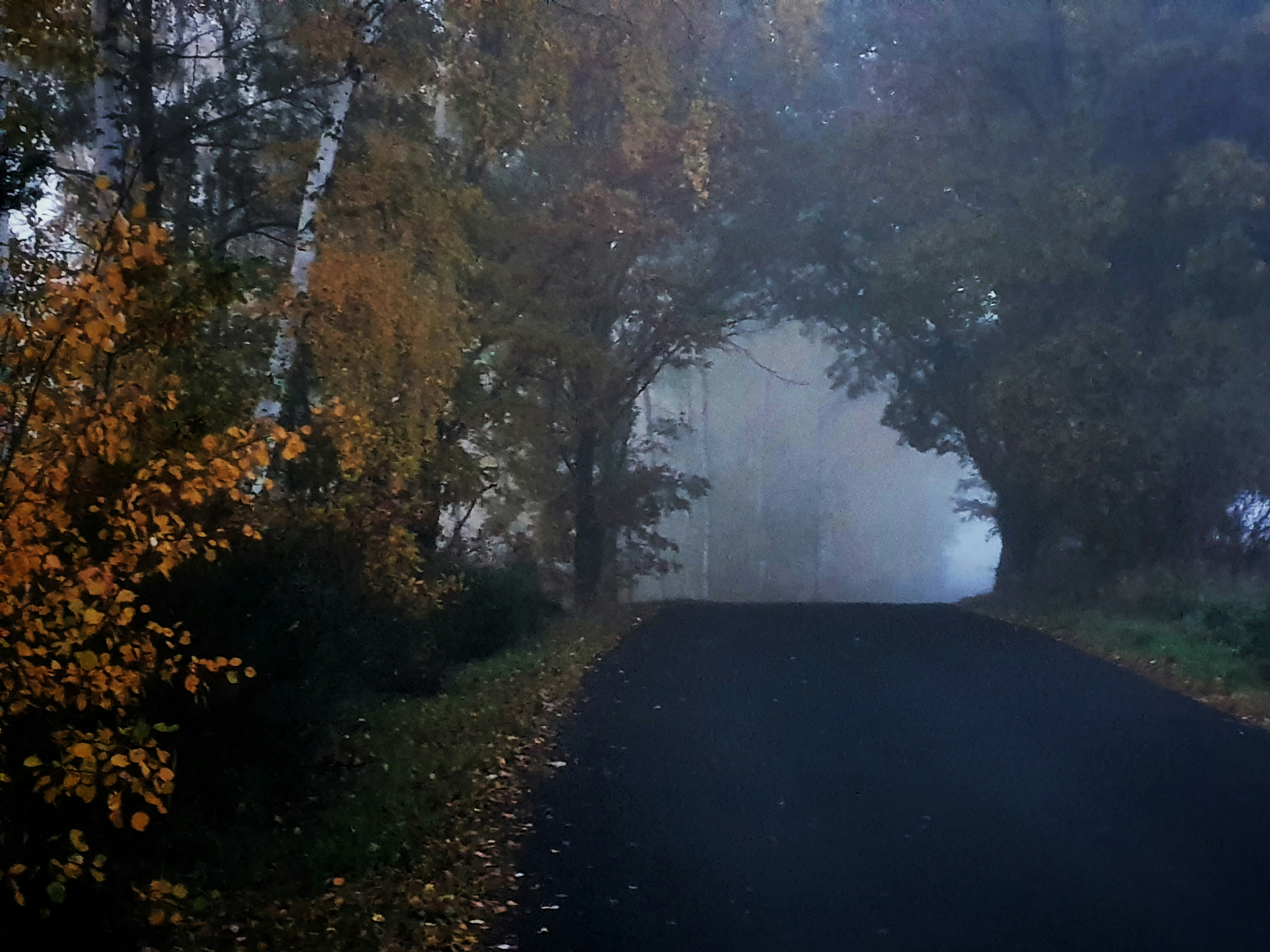 a foggy road surrounded by trees and leaves