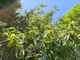 A vibrant Spanish chestnut orchard with ripe chestnuts ready for harvest under a clear blue sky.