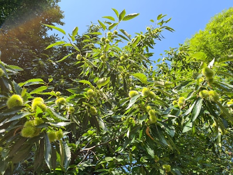 A vibrant Spanish chestnut orchard with ripe chestnuts ready for harvest under a clear blue sky.