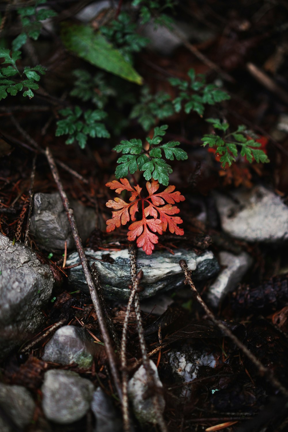 a small red plant growing out of a pile of rocks