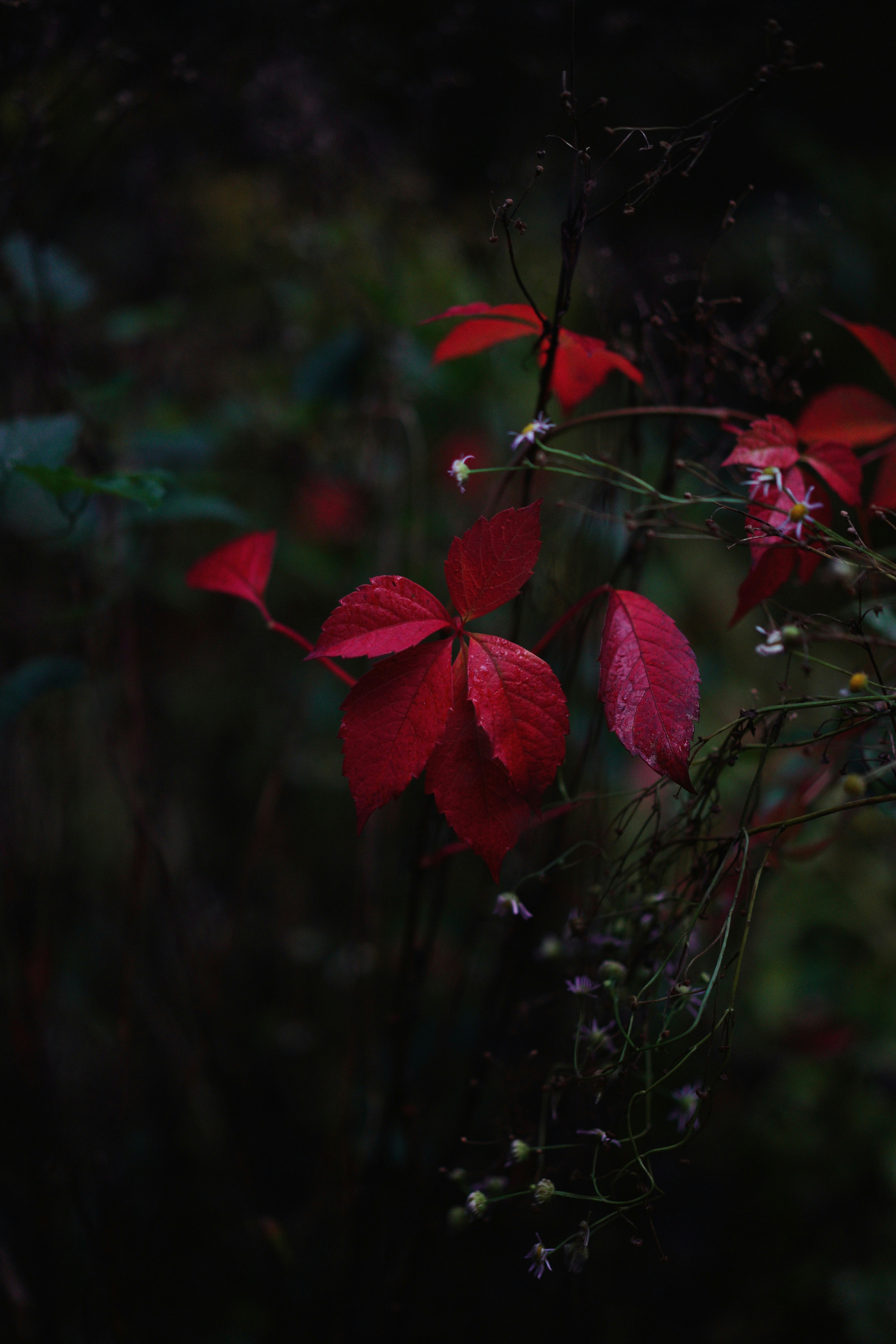 a bunch of red leaves on a plant