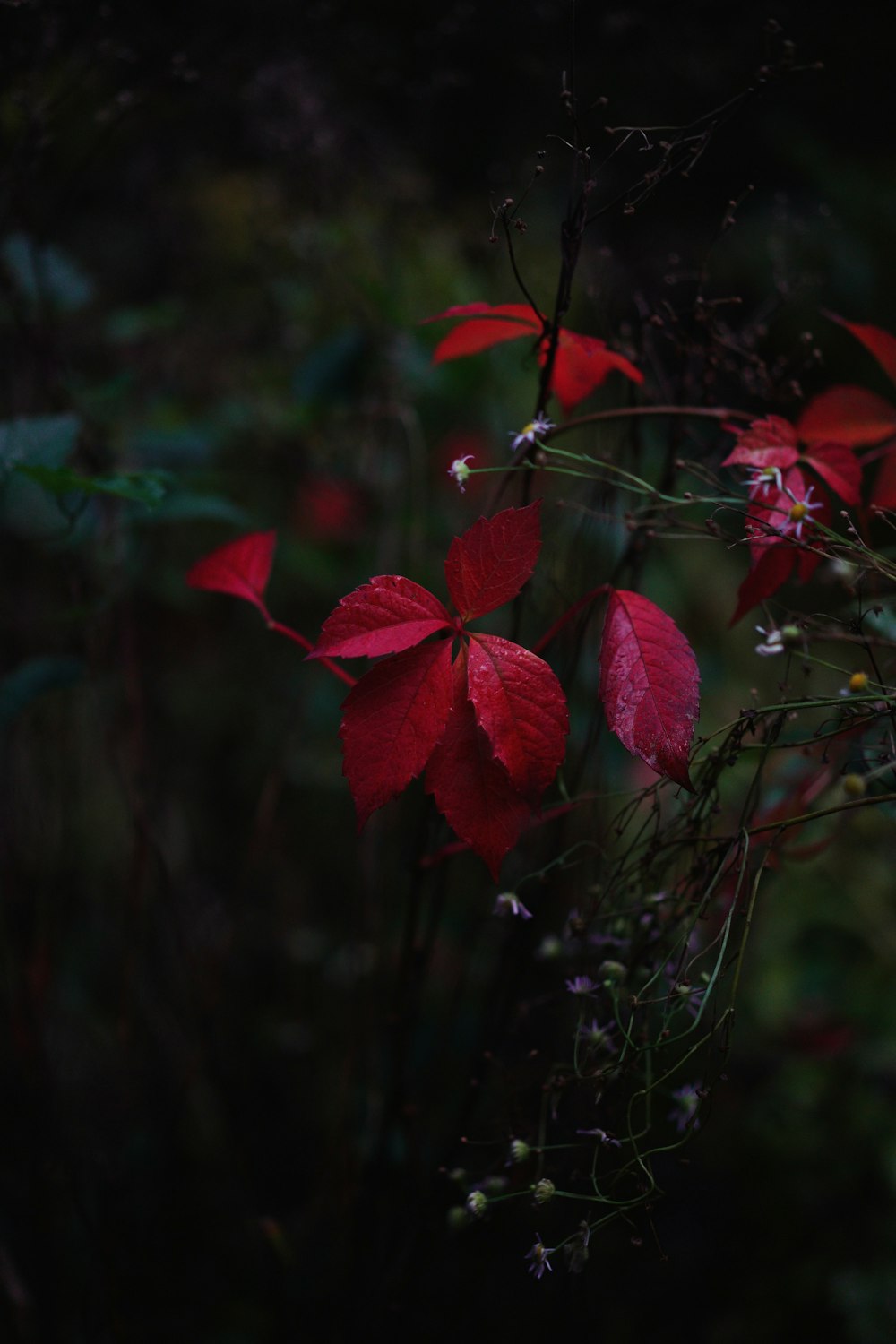 a bunch of red leaves on a plant