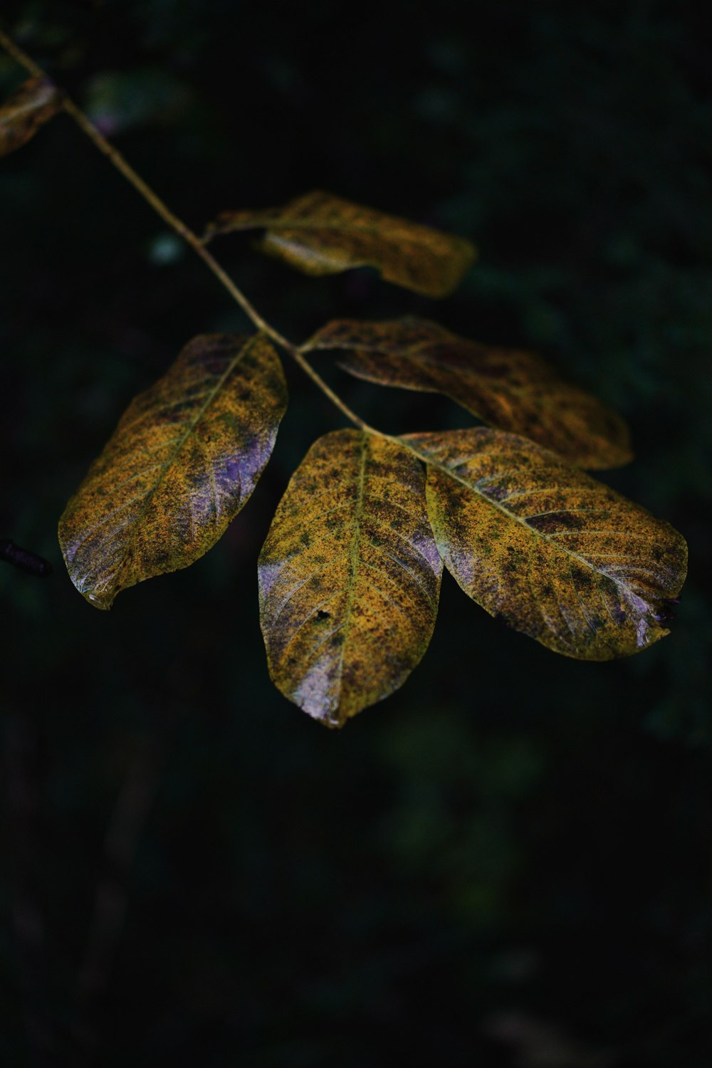 a close up of a leaf on a tree