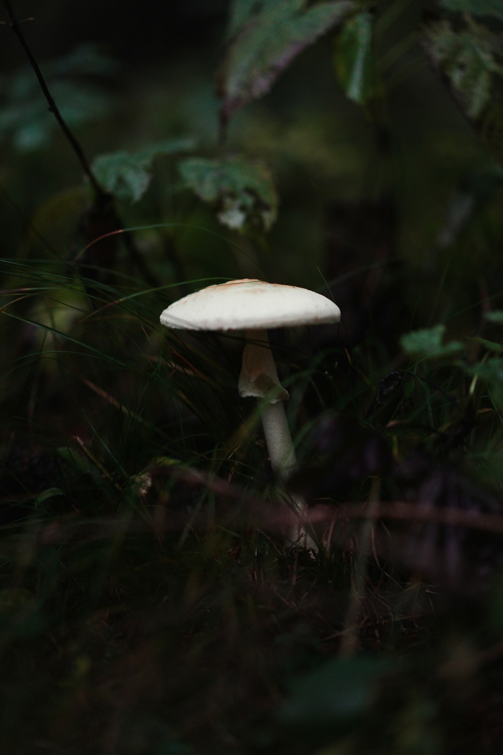 a white mushroom sitting in the middle of a forest