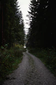 A cinematic shot of a winding path through dense woods leading to a hidden retreat.
