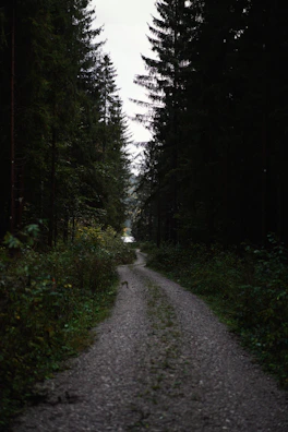 A cinematic shot of a winding path through dense woods leading to a hidden retreat.