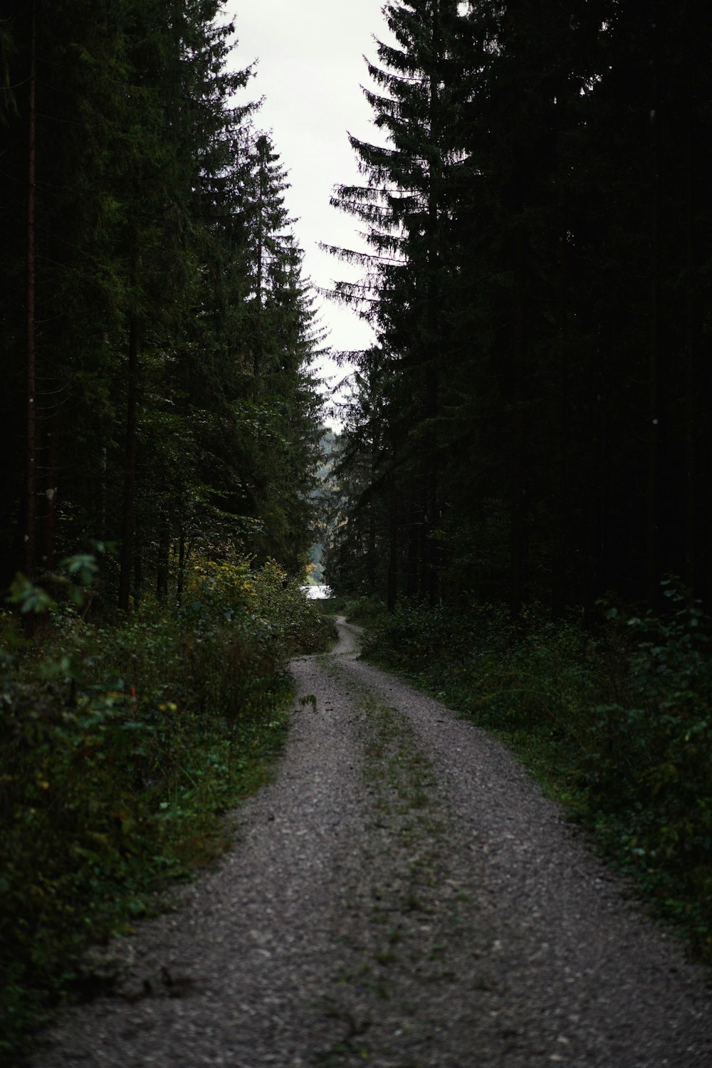 a gravel road in the middle of a forest