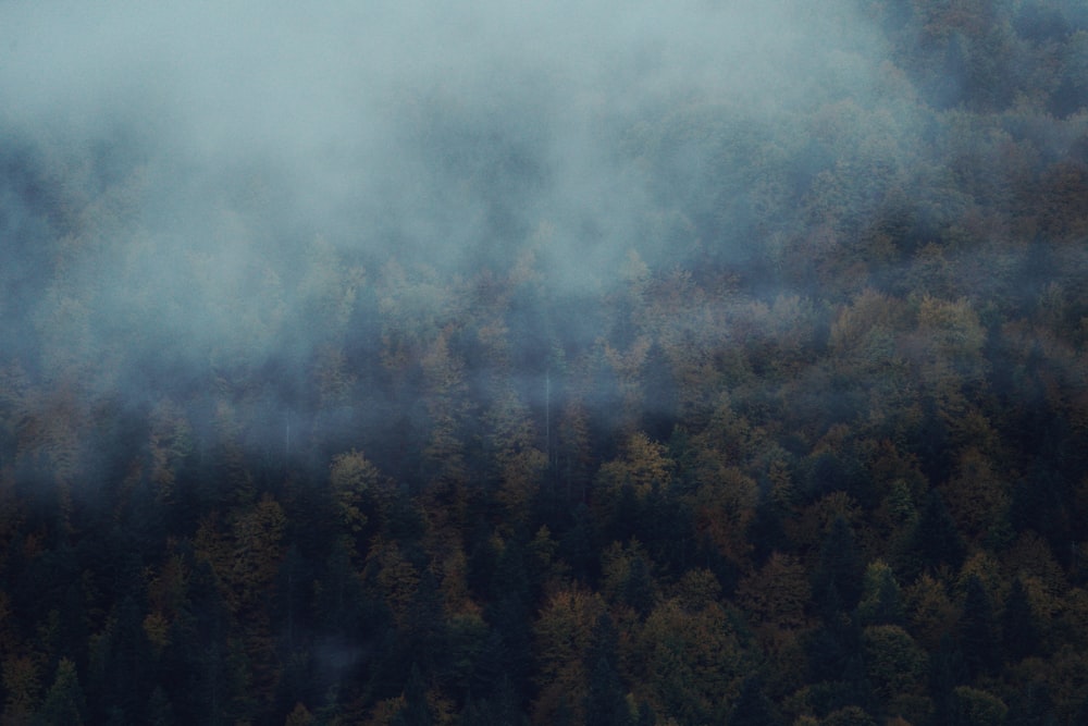 a plane flying over a forest covered in fog