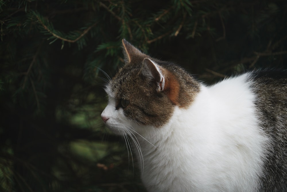 a close up of a cat near a tree