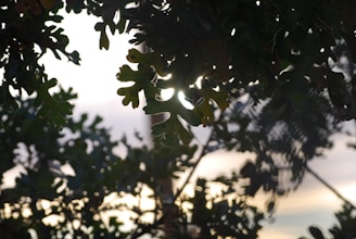 Sunlight filtering through leaves onto a jar of sunscreen on a wooden table.