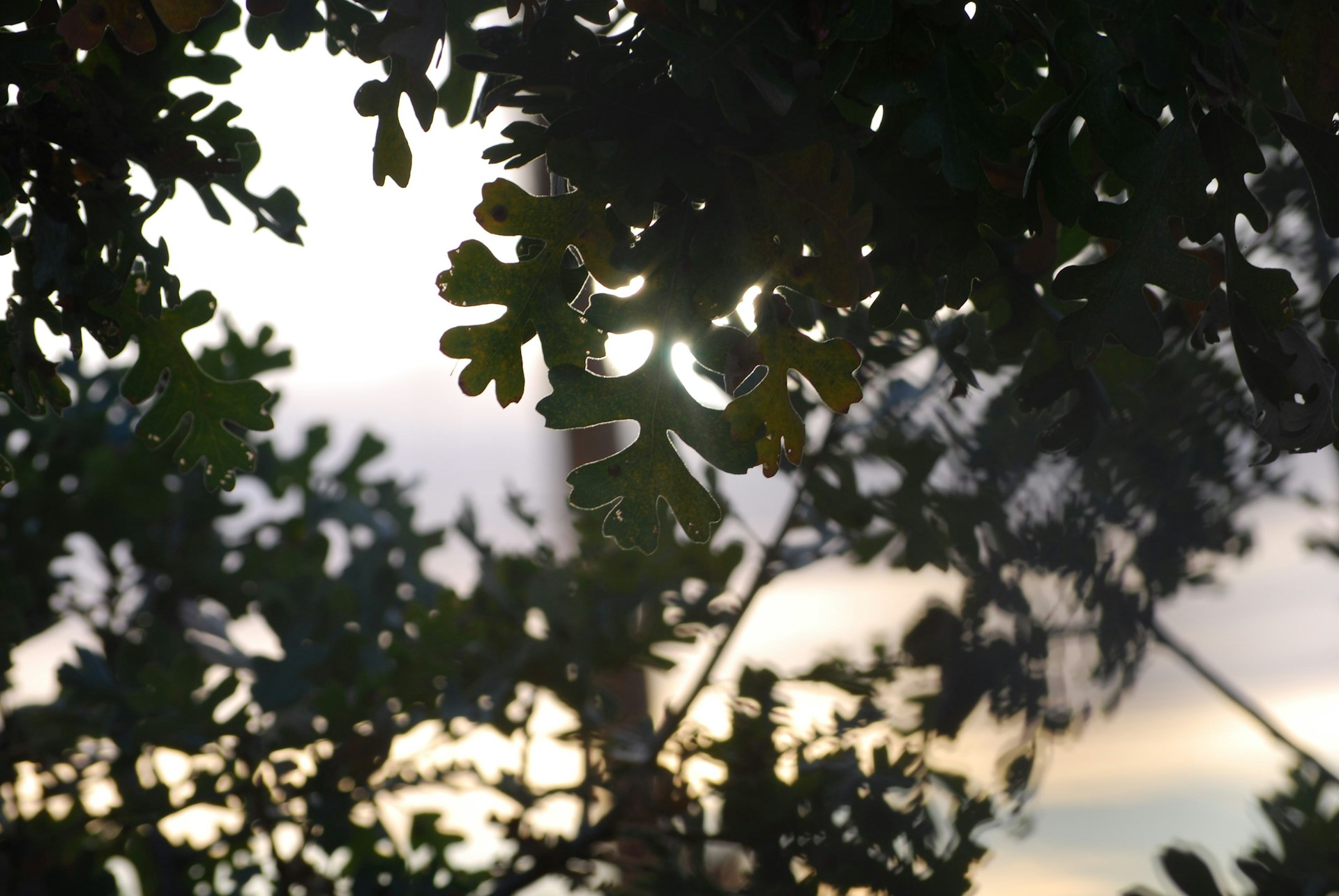 Sun rays filtering through leaves in a bright outdoor setting.