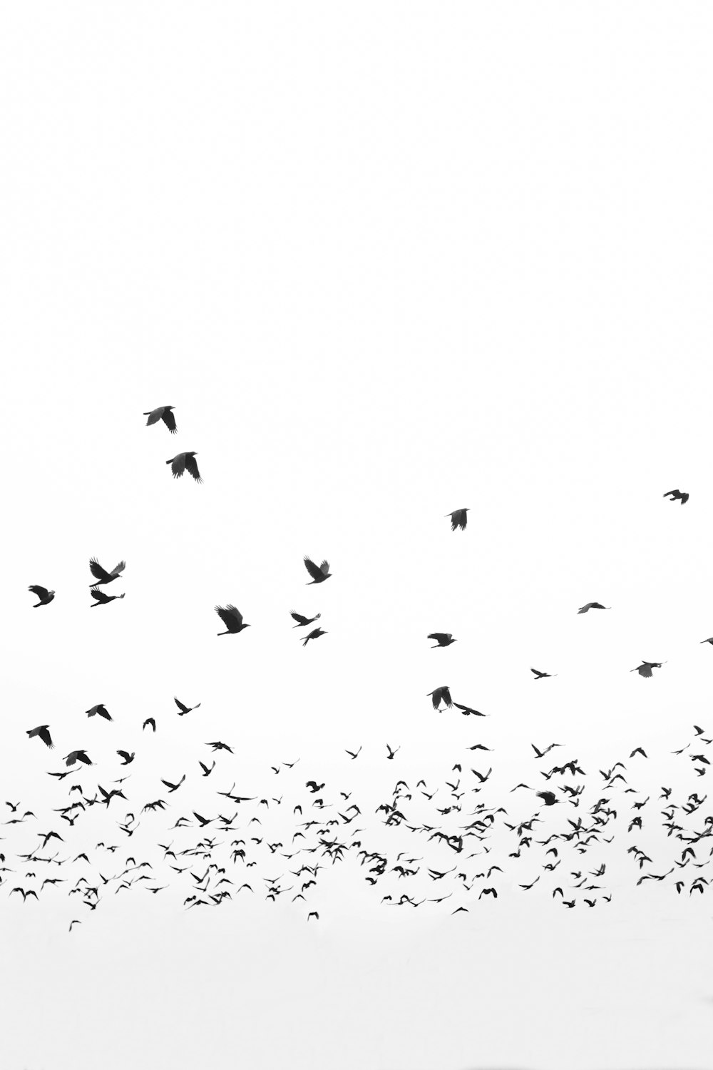 a flock of birds flying over a snow covered field