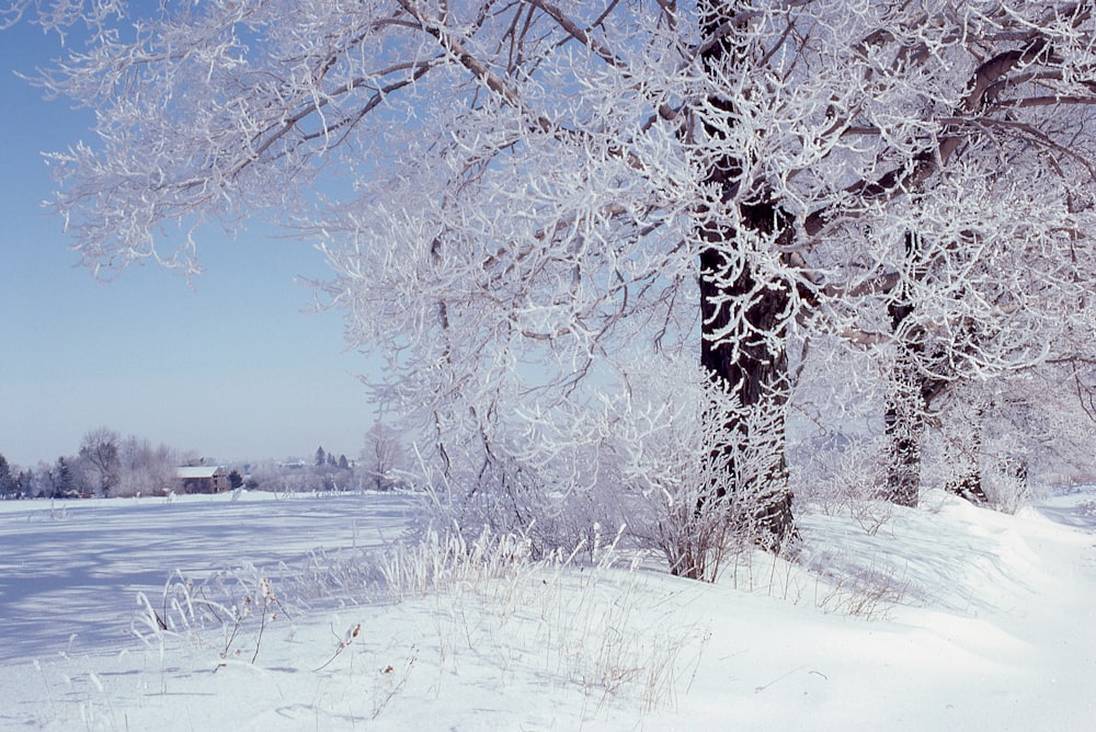 um campo coberto de neve com uma árvore em primeiro plano