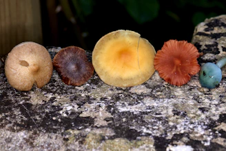 Close-up of six distinct mushrooms artfully arranged on a rustic wooden board with natural light highlighting their textures.