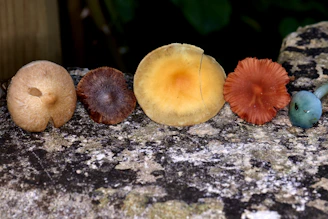 Close-up of six vibrant mushrooms arranged artistically on a wooden surface.