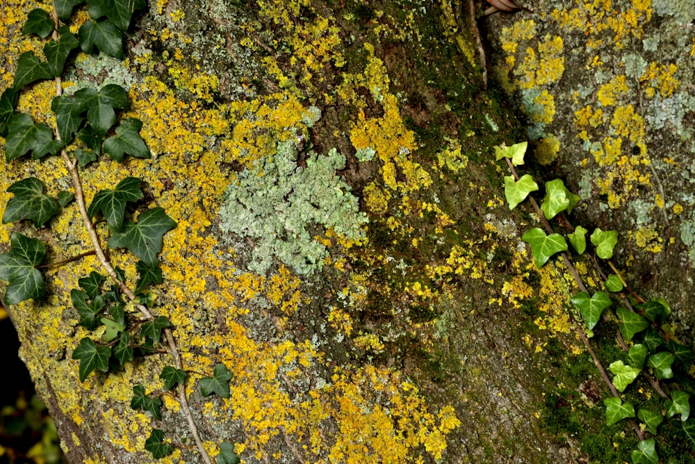 a close up of a mossy tree with green leaves