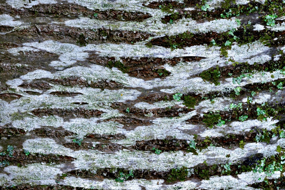 a close up of a tree trunk with moss growing on it