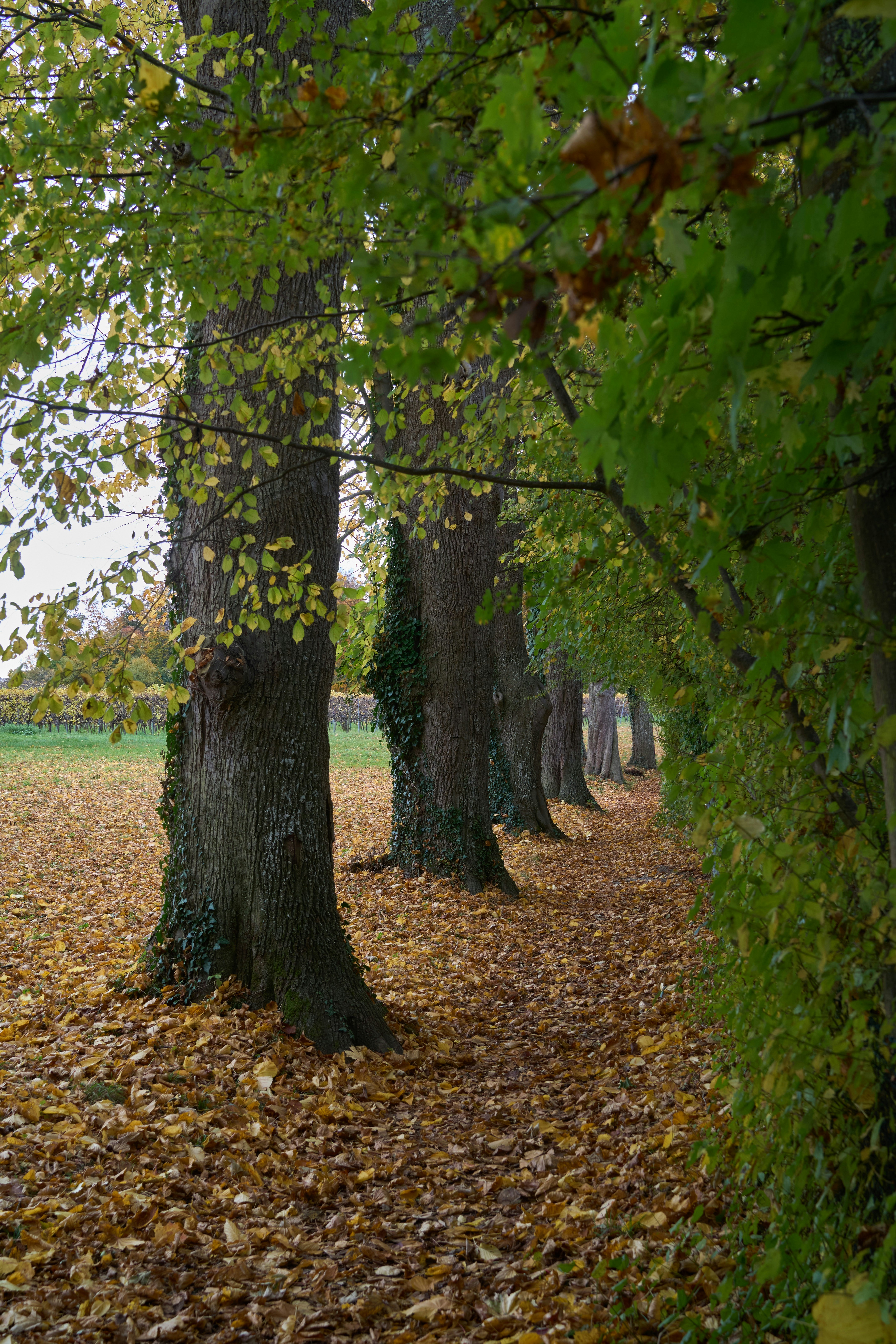 Photo by wolfgang_hasselmann