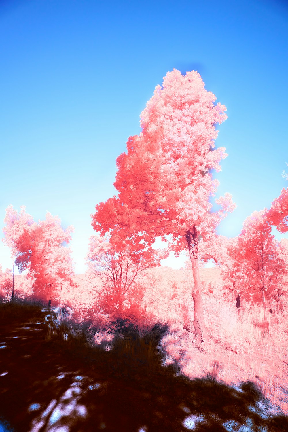 a group of trees that are standing in the grass