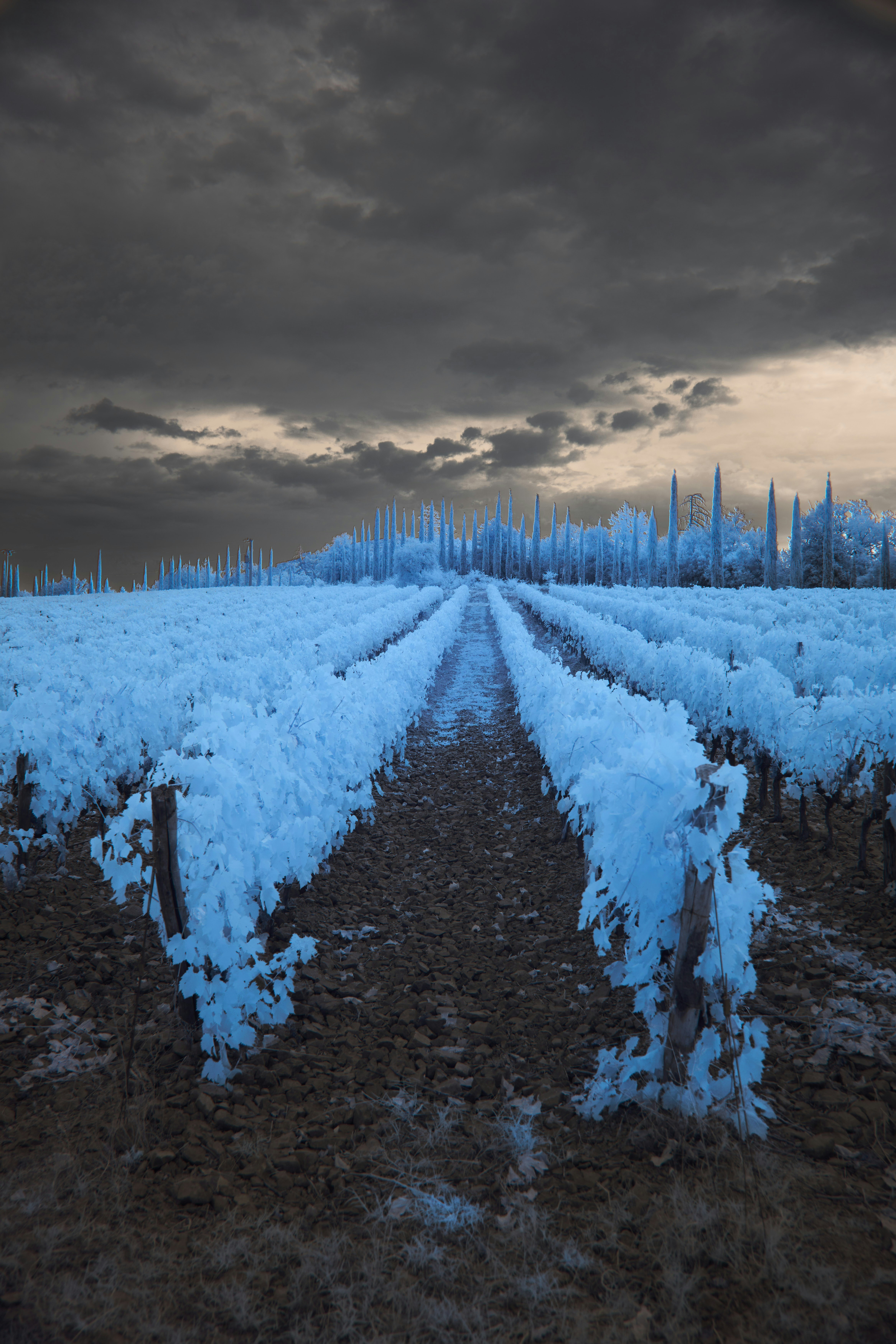 a row of trees covered in snow under a cloudy sky
