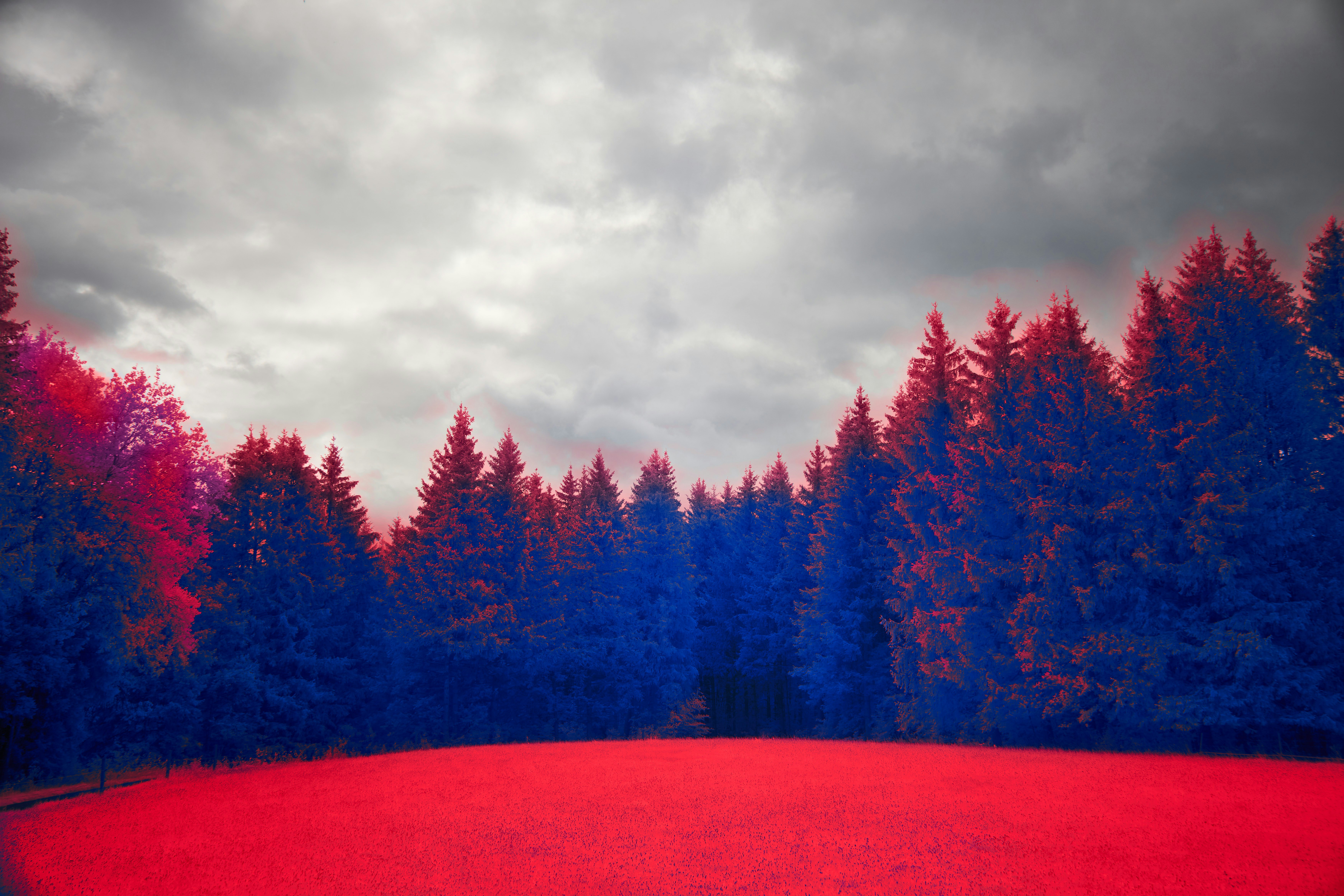 Photo by wolfgang_hasselmann