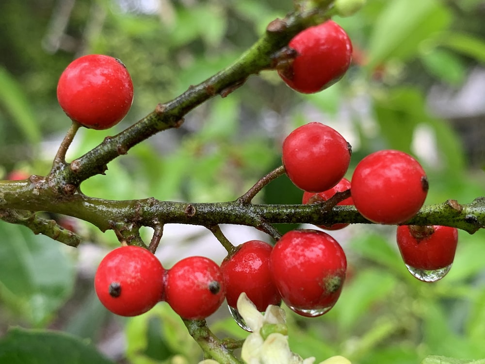 a close up of berries on a tree branch