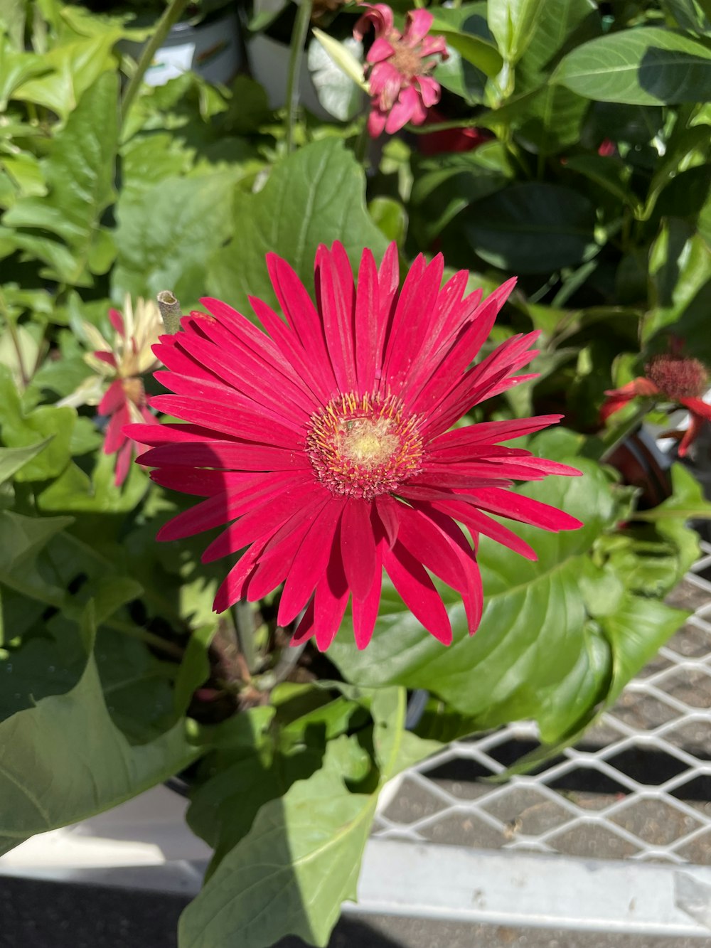 a red flower with green leaves in a garden