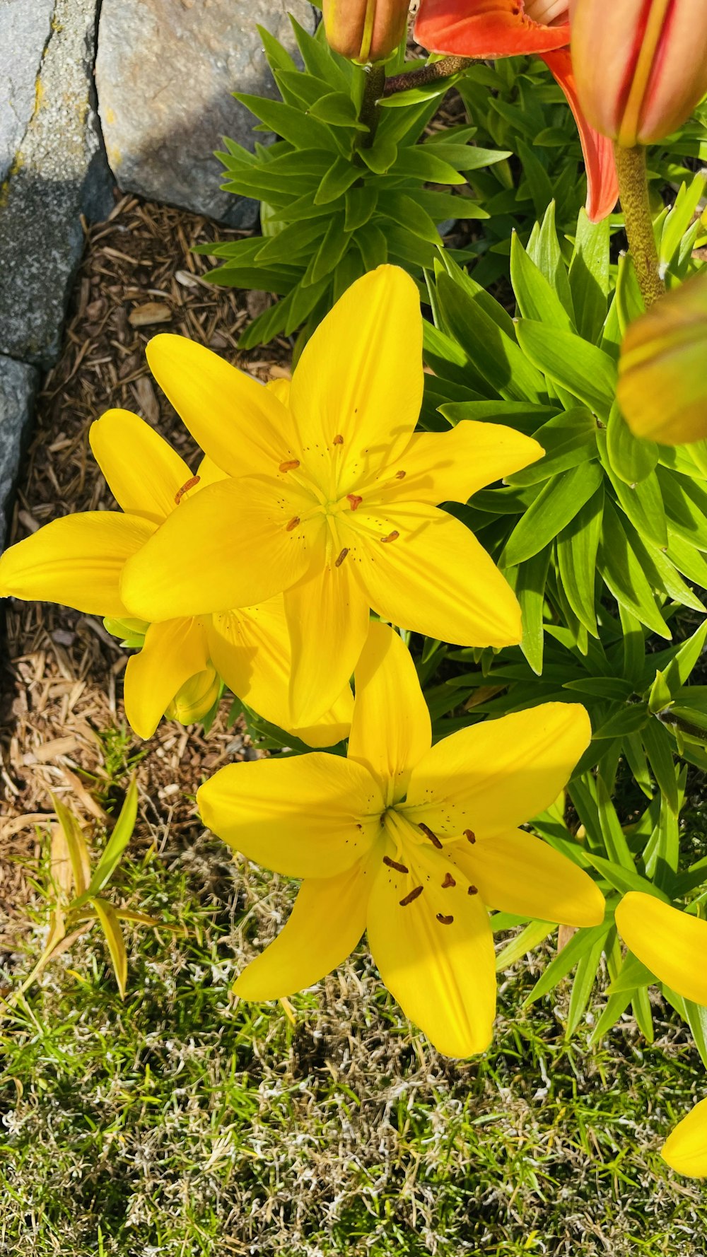 Um grupo de flores amarelas em um jardim
