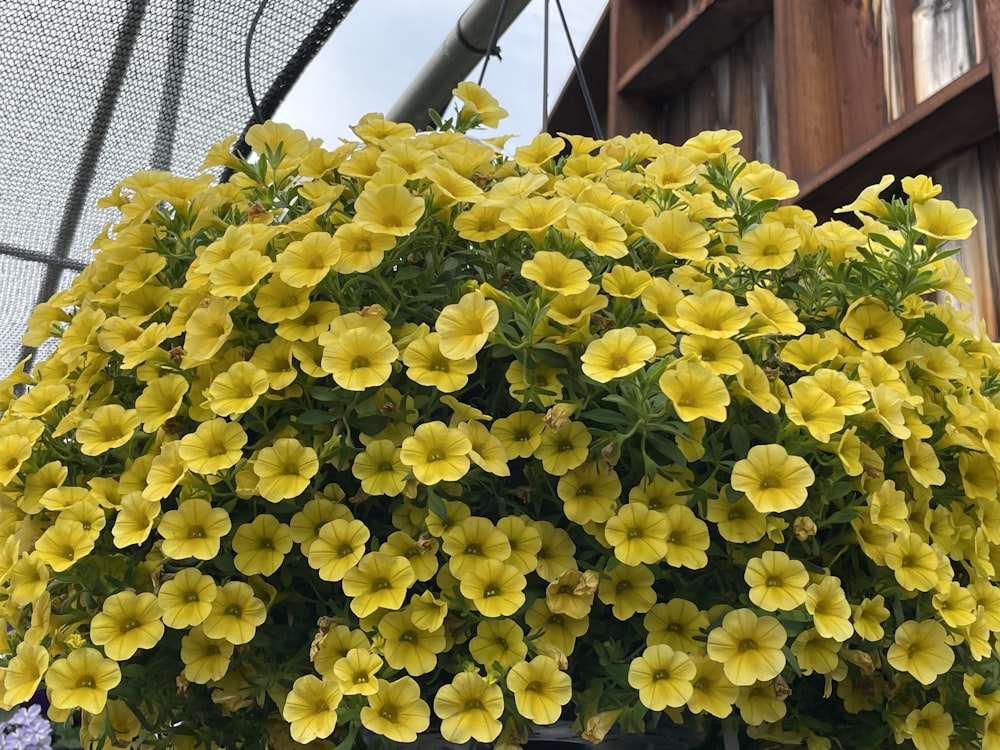 a bunch of yellow flowers growing in a greenhouse