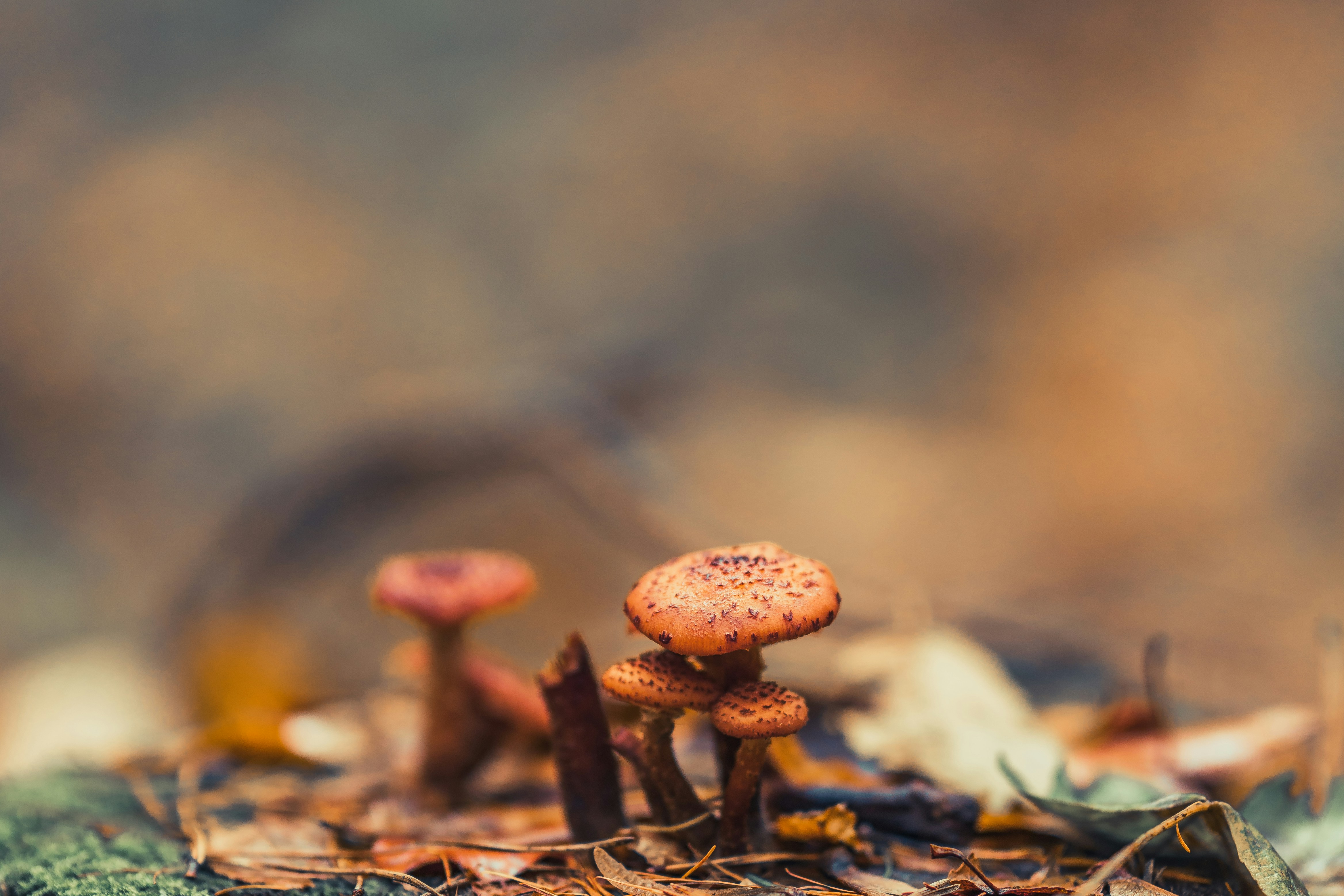 Photo by masoodaslami